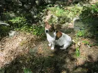 day 4 brown lot vids 007.webp