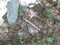 day 4 brown lot vids 008.webp