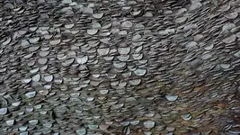 Coin Tree.webp