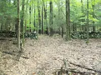 SEPT 8TH CELLAR HOLE1793 CHAIN CENT 020.webp