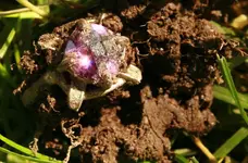 ring3.webp