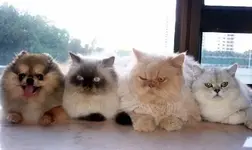 I fear there may be a spy among us..webp
