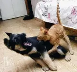 Love hurts..webp