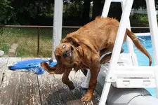 You know what\'s coming next! Shaaaaaakeee.webp