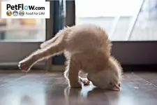 Yoga kitty says- The key to inner health is inner peace..webp