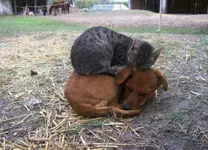 Cat bed or warm blanket..webp