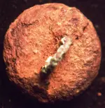 DSCF1896.webp