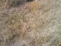 DSC00214.webp