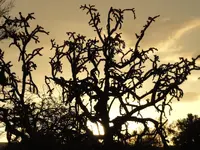 Tucson Sunset 002.webp