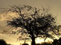 Tucson Sunset 004.webp