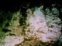 KINGMINE1_1_1 011a.webp