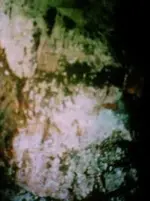 KINGMINE1_1_1 011d.webp