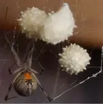 widow sacs.webp