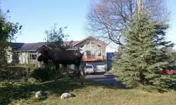 mooseb101211.webp