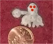 ghost.webp
