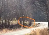 bearscropped.webp