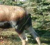 moose.webp