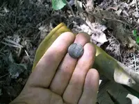 AUG 20th HUNT WITH GARY 2 COPPERS 001 [640x480].webp