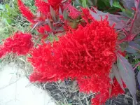 flowersand such 005.webp