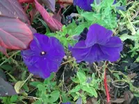 flowersand such 006.webp