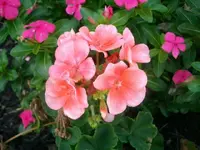 flowersand such 007.webp