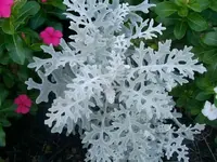flowersand such 008.webp