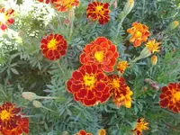 flowersand such 009.webp