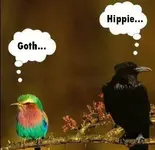 BIRDS.webp