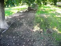 nuts3 (Small).webp