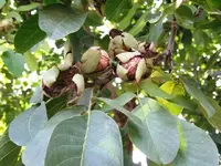 nuts2 (Small).webp