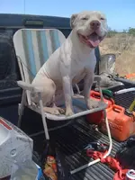 Gringo dirt bike trip.webp