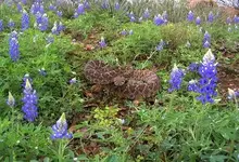 bluebonnets2.webp