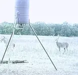 big buck.webp