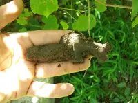 AUG 12TH CELLAR HOLE 1833 MATRON FATTY IH 003 [640x480].webp