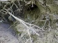 AUG 12TH CELLAR HOLE 1833 MATRON FATTY IH 011 [640x480].webp