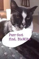 BIG KTTY PHOTO.webp