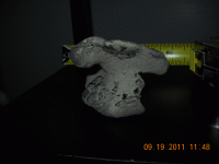 beach-find-with-fossil-em5.gif