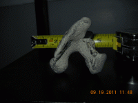 beach-find-with-fossil-em6.gif