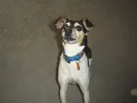 Jackson and Pets 011.webp