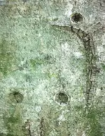 tree_symbols.webp