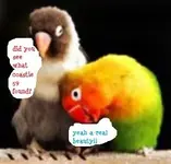 birds.webp