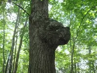 misc pictures 026.webp