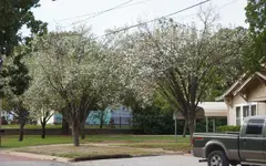 Tree Blooming.webp