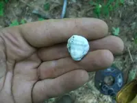 AUG 21 hunt with rebel spanish silver 009 [640x480].webp