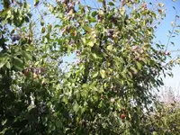 prune2.webp