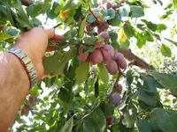prune3.webp