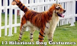 Dog Costumes #1.webp