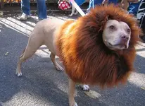 Dog Costumes #2.webp