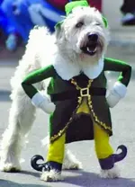 Dog Costumes #4.webp