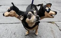 Dog Costumes #5.webp